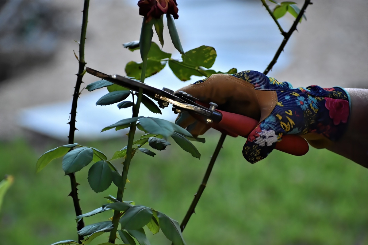 In jedem Garten steckt ein Stück des Paradieses